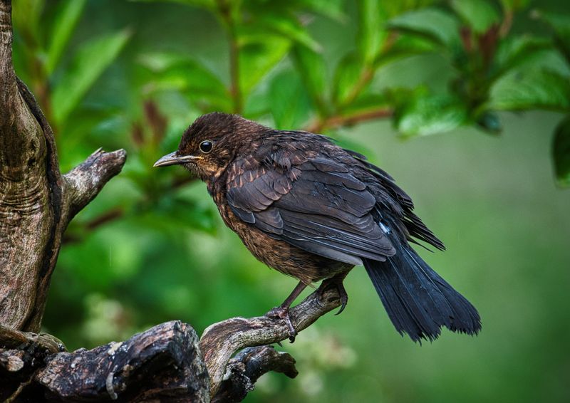 Juvenile Blackbird.