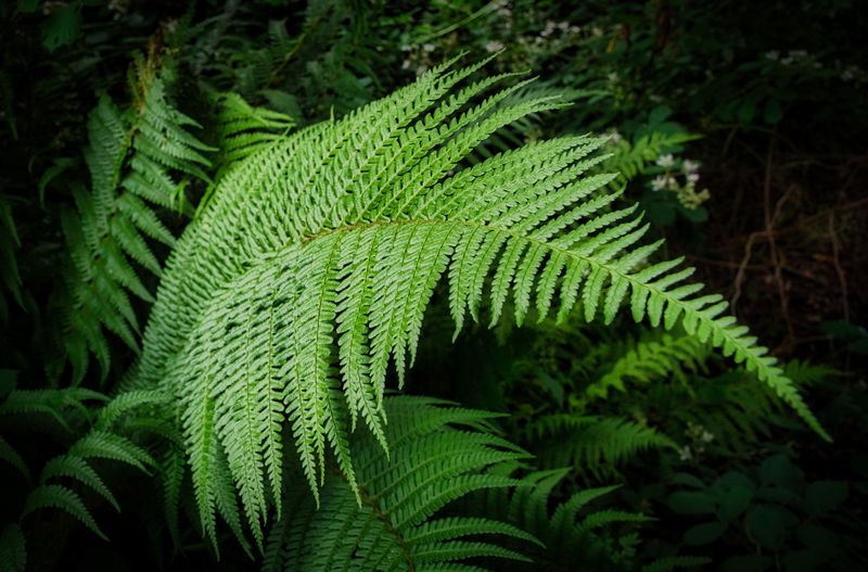 Fern