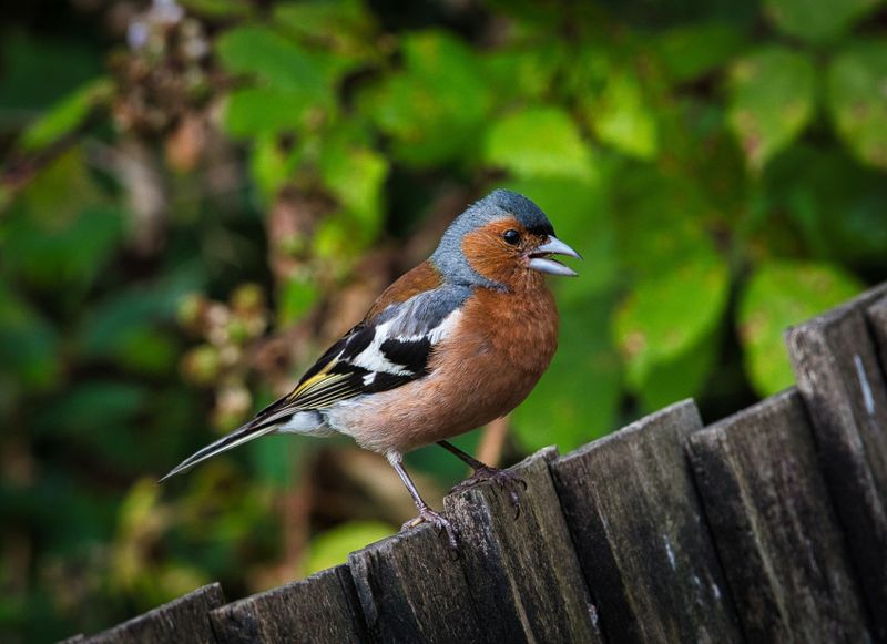 Chatterbox Chaffinch.
