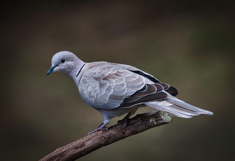 Collard Dove.