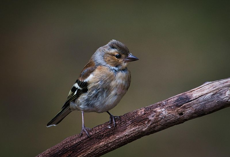 Juvenile male Chaffinch.