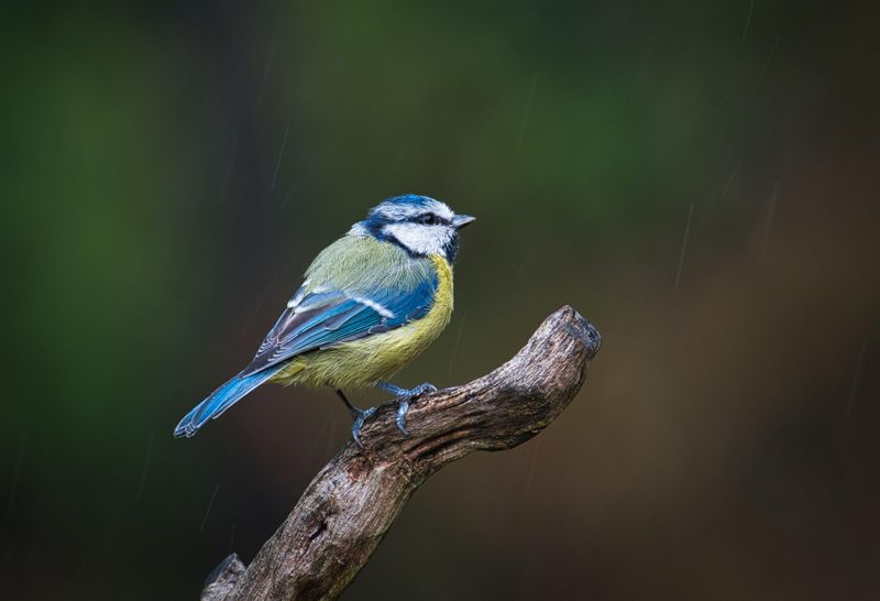 Blue Tit in the rain.