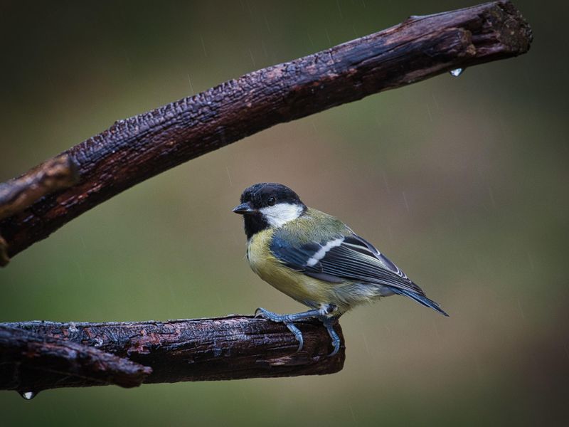 Great Tit.