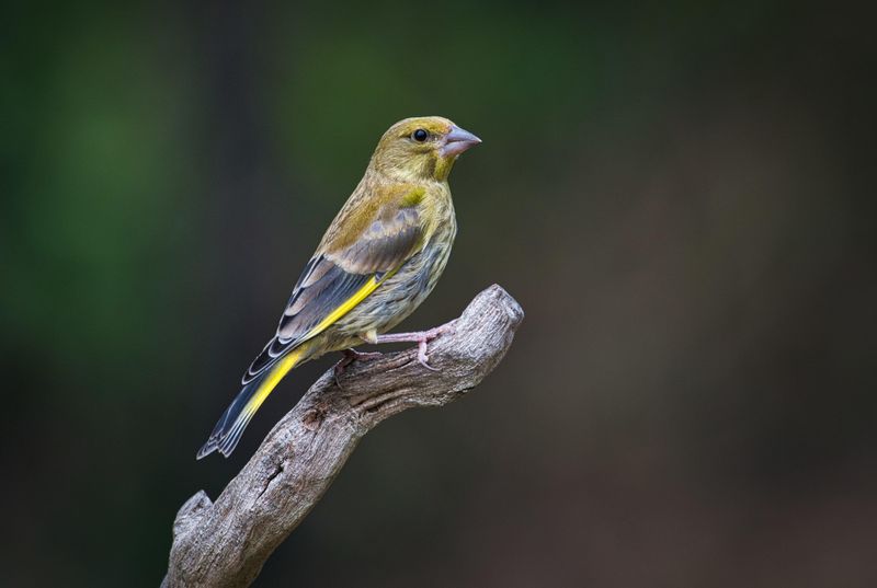 Greenfinch.