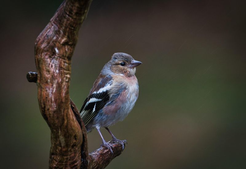 Juvenile Male Chaffinch.