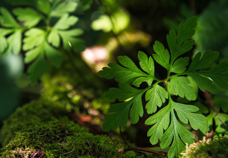  Geranium robertianum.
