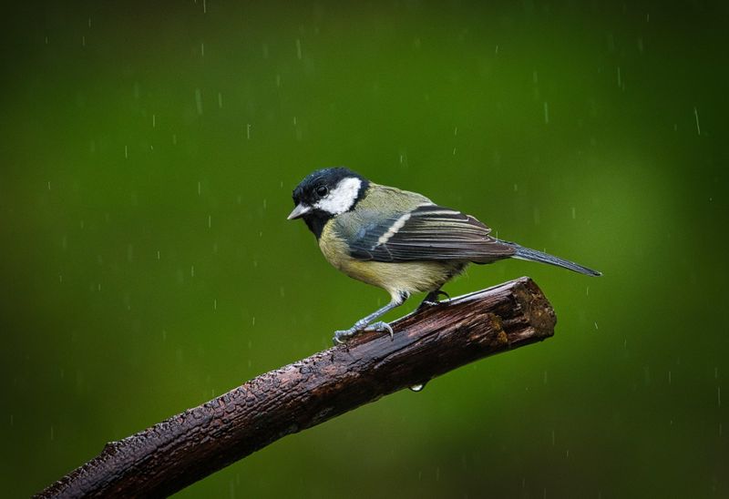 A wet Great Tit.