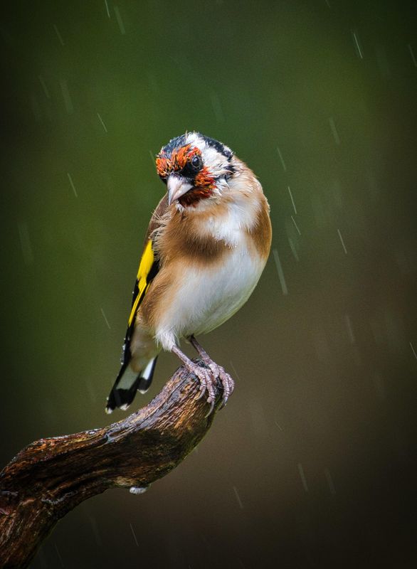Still raining.