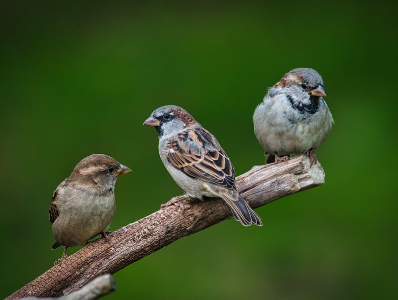 Hear no evil, see no evil, tweet no evil.
