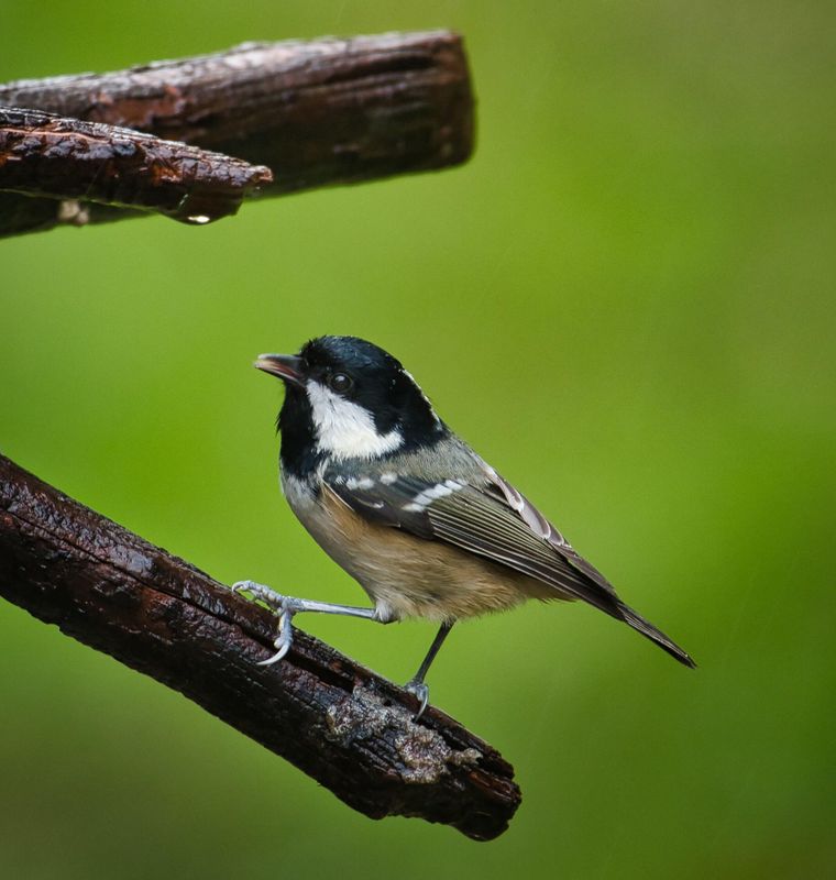 Coal Tit.