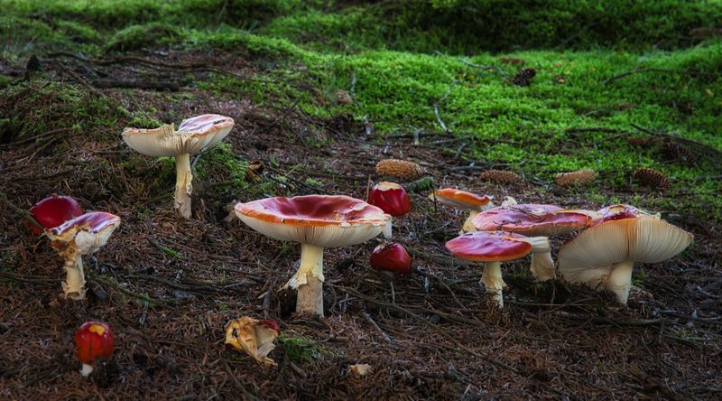 Fungi.