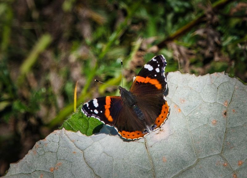 Red Admiral warming up in the October sunshine.