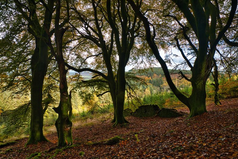 St Gwynno Forest.