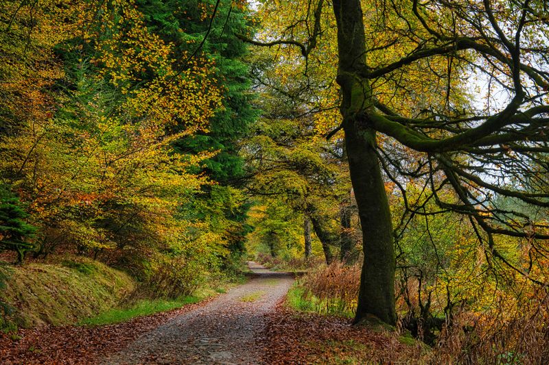 St Gwynno Forest, Darwonno trail.