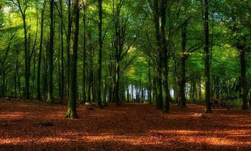 Autumns golden gown.