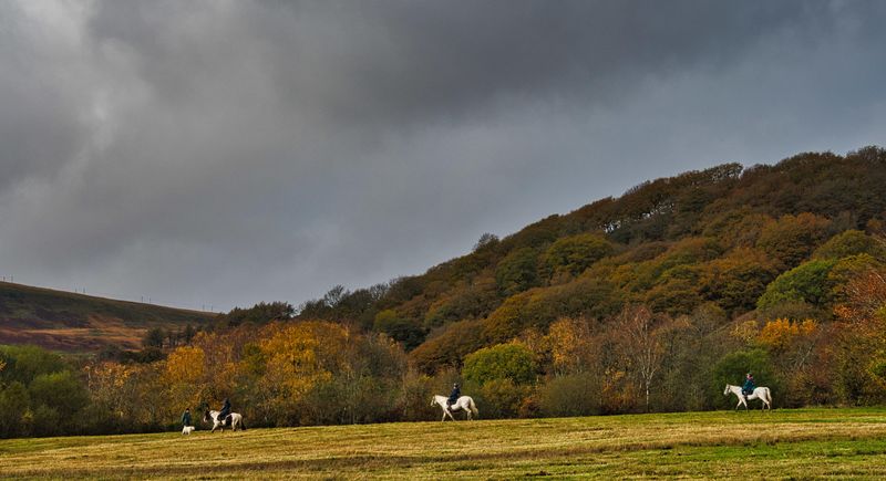 Horses, dogs and Autumn colours.
