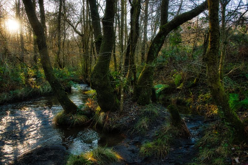 Low sun on the river bank.