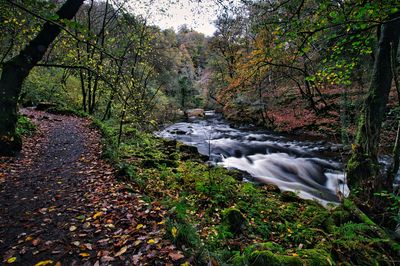 The path to Sgwd Gwladys.