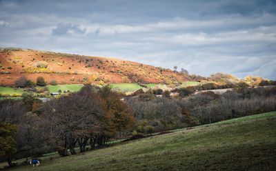 Caerphilly Mountain from the edge of Fforest Fawr.