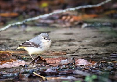 A Grey Wagtail with no tail to wag.