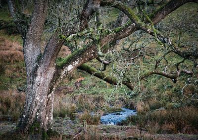 Fox disturbed in the Brecon Beacons.