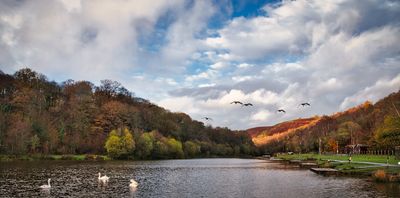 A gaggle of geese returning to Taf-Bargoed Country Park.