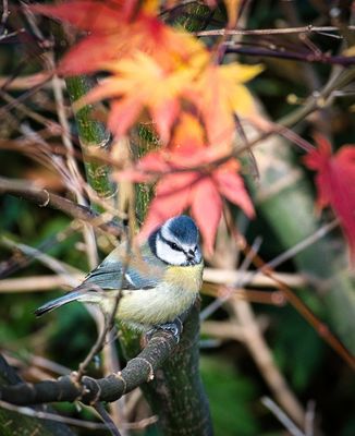 Blue Tit and the last of Autumn's colours.