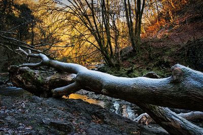 Debris left high and dry at the Farewell Rock and covered in frost.