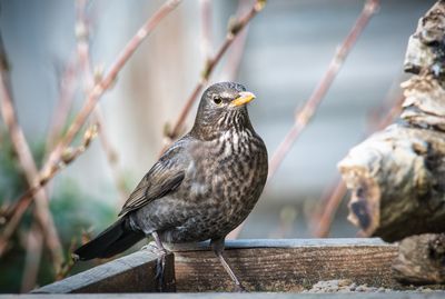 Young Blackbird at the feeding table.