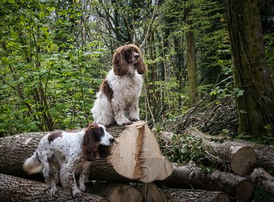 A pair of posers at Fforest Fawr, Tongwynlais.