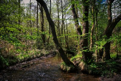 Upper reaches of the River Dare.