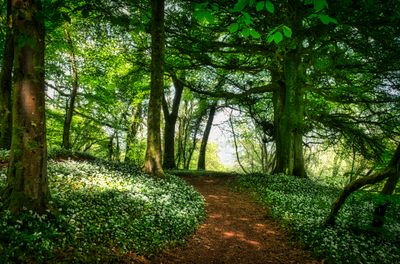 Wild garlic and beech trees, Fforest Fawr.