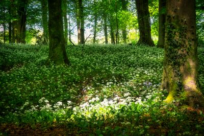 Light, shade and wild garlic.