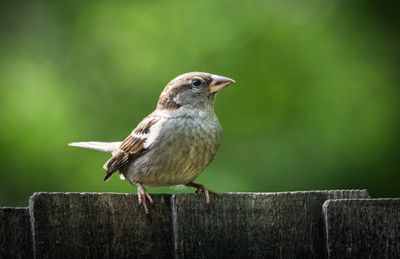 Female House Sparrow.