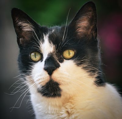 Our neighbour's cat.
