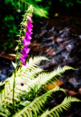 Foxglove.