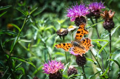 Comma Butterfly