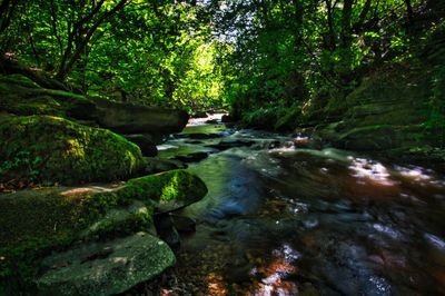 Sunlight breaking through the canopy at Clydach Gorge.