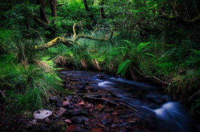 Upper reach of the River Dare in the Glacial Cwm.