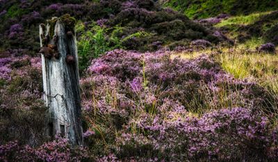 Old fence post amongst the heather.