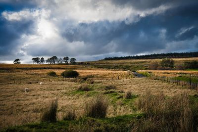 Blaen Llia.