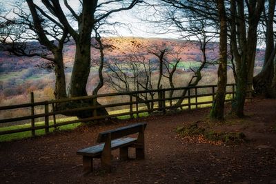 The bench at the edge of the woods.