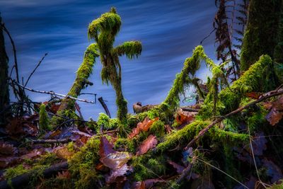 Moss and leaf litter on the water's edge.