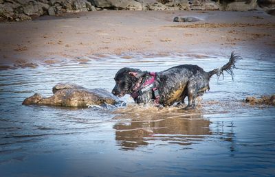 Cocker Spaniel having some beach fun.