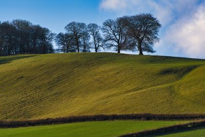 Hilltop oaks.