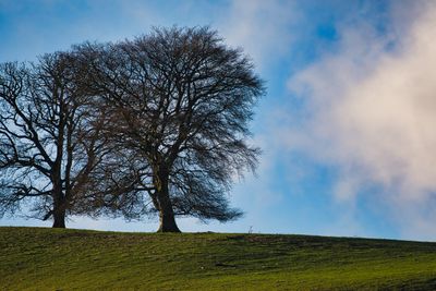 Winter oaks.