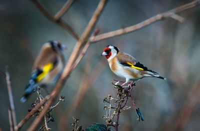 Goldfinch.