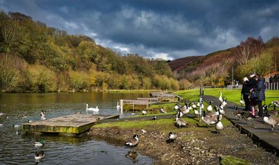 Feeding the geese.