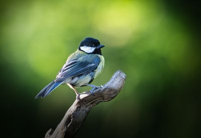 Great Tit.