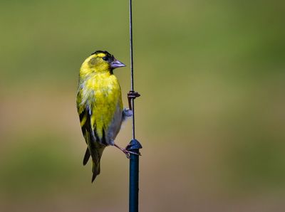 Male Siskin.